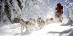 dog sledging near aurora safari camp in Sweden