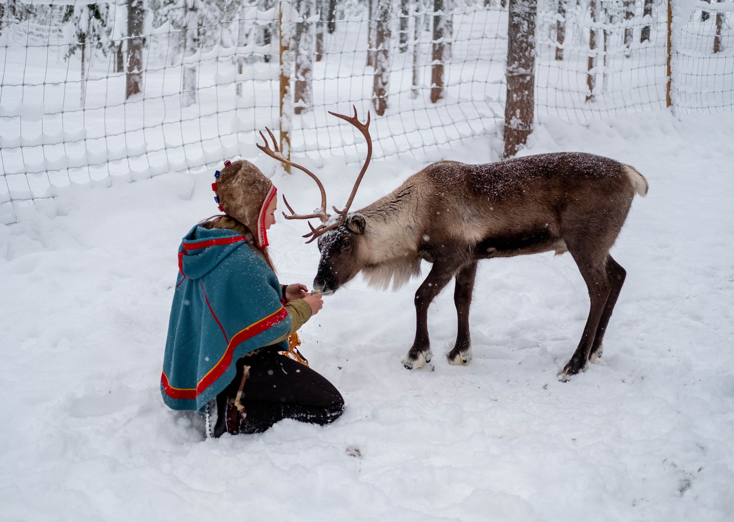 A sami person with reindeer in Sweden