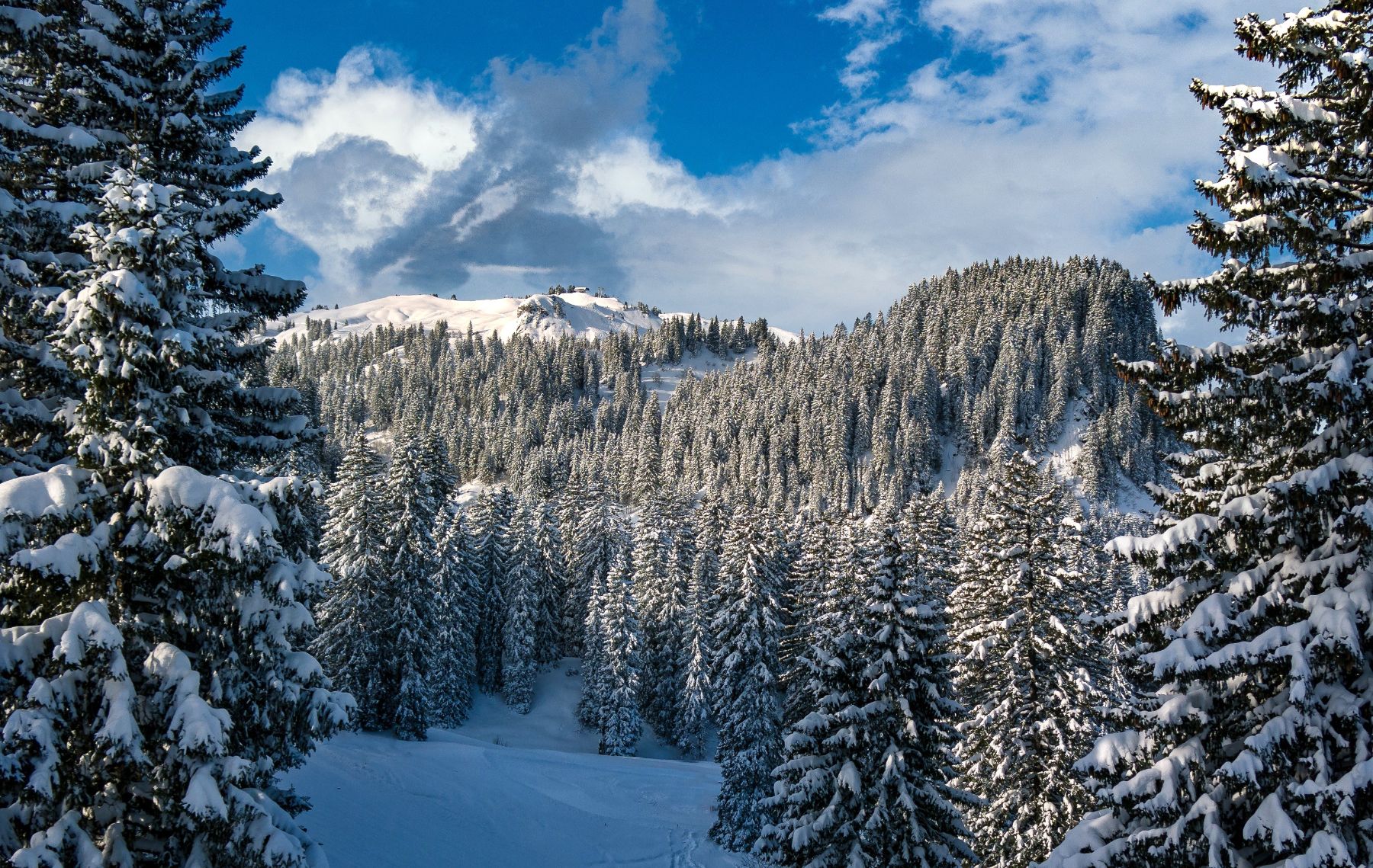 Trees covered in snow in Switzerland