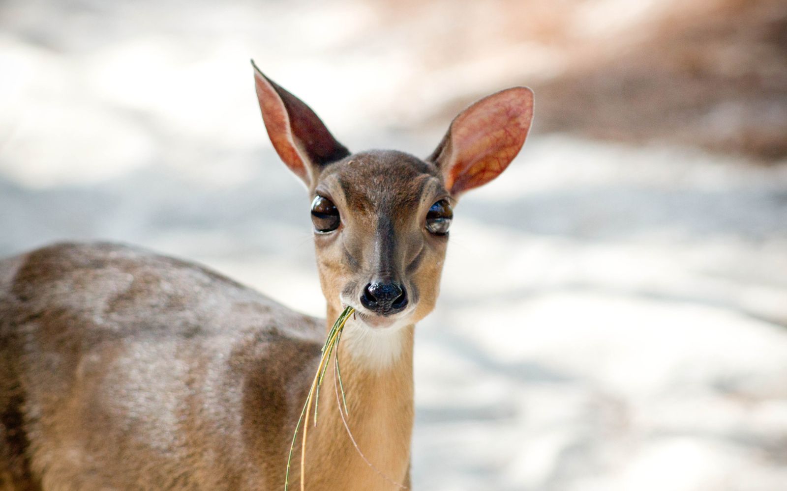 Suni antelope at andBeyond Mnemba Island Lodge, Zanzibar