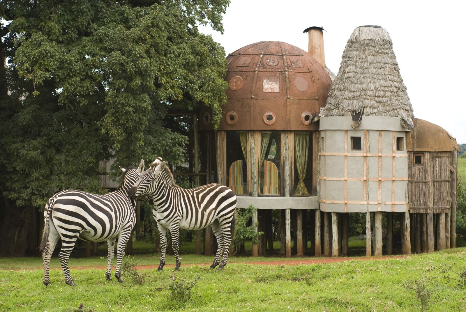 Zebras outside lodge at &beyond Ngorongoro Crater Lodge in Tanzania 