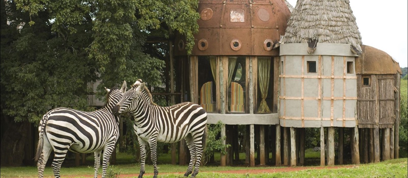 Zebras outside lodge at &beyond Ngorongoro Crater Lodge in Tanzania 