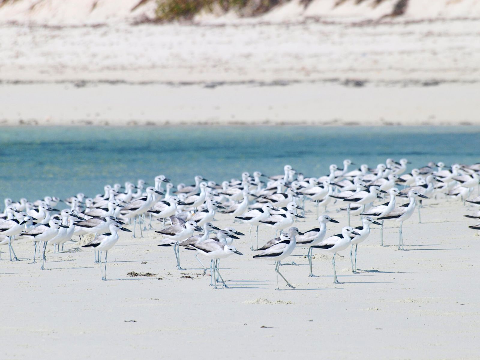 Birdlife on the grounds of Fanjove Island in the Songo Songo archipelago of Tanzania
