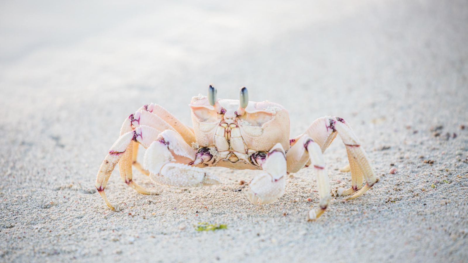 Crab on the grounds of Fanjove Island in the Songo Songo archipelago in Tanzania