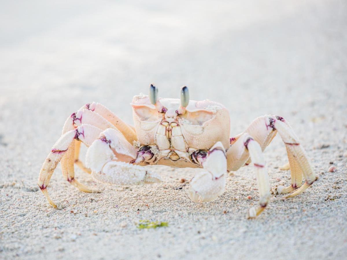 Crab on the grounds of Fanjove Island in the Songo Songo archipelago in Tanzania
