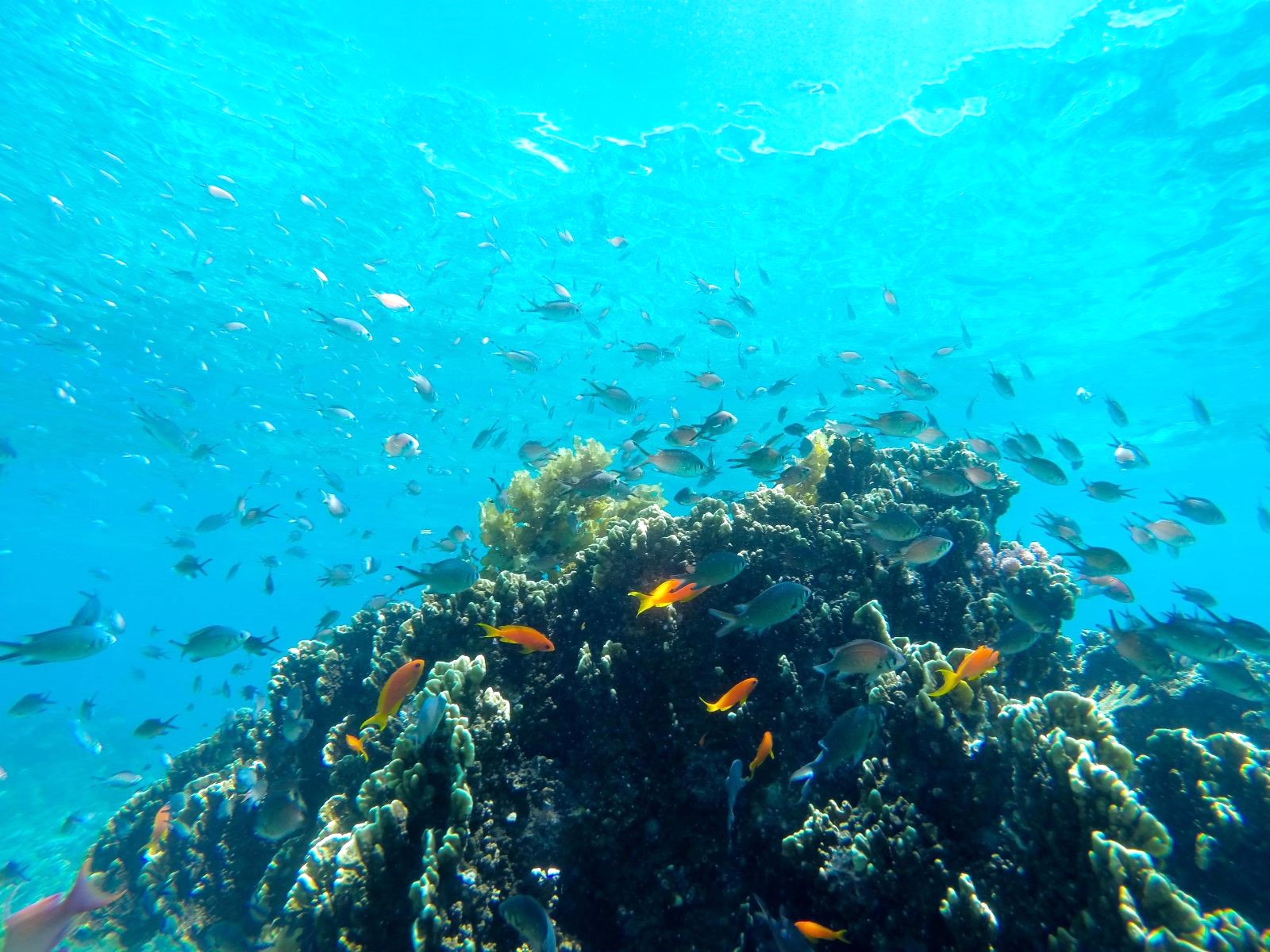 Marine life spotted while diving at Fanjove Island in the Songo Songo archipelago in Tanzania