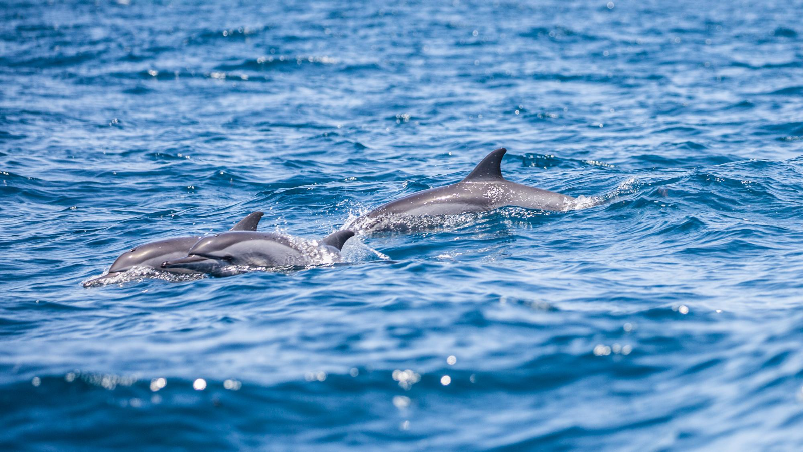 Dolphins spotted at Fanjove Island in the Songo Songo archipelago in Tanzania
