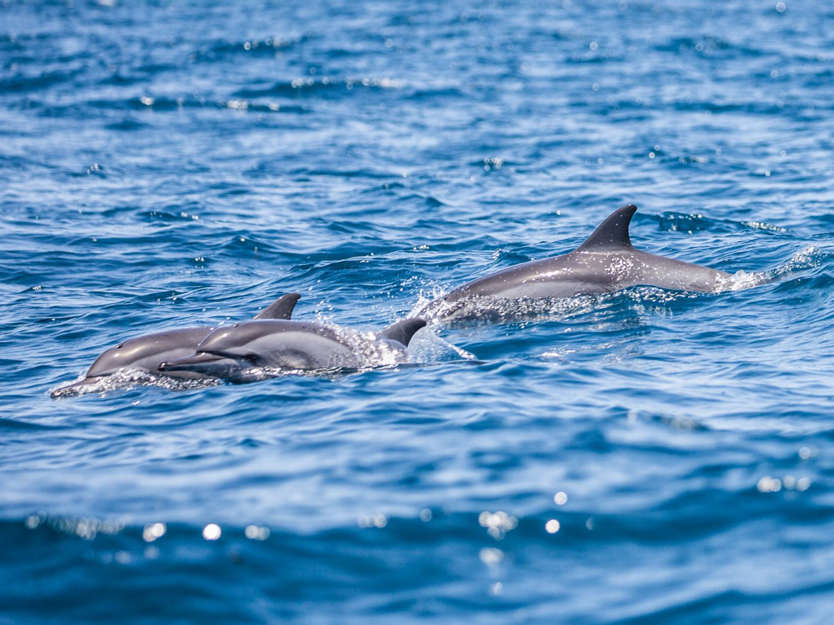 Dolphins spotted at Fanjove Island in the Songo Songo archipelago in Tanzania