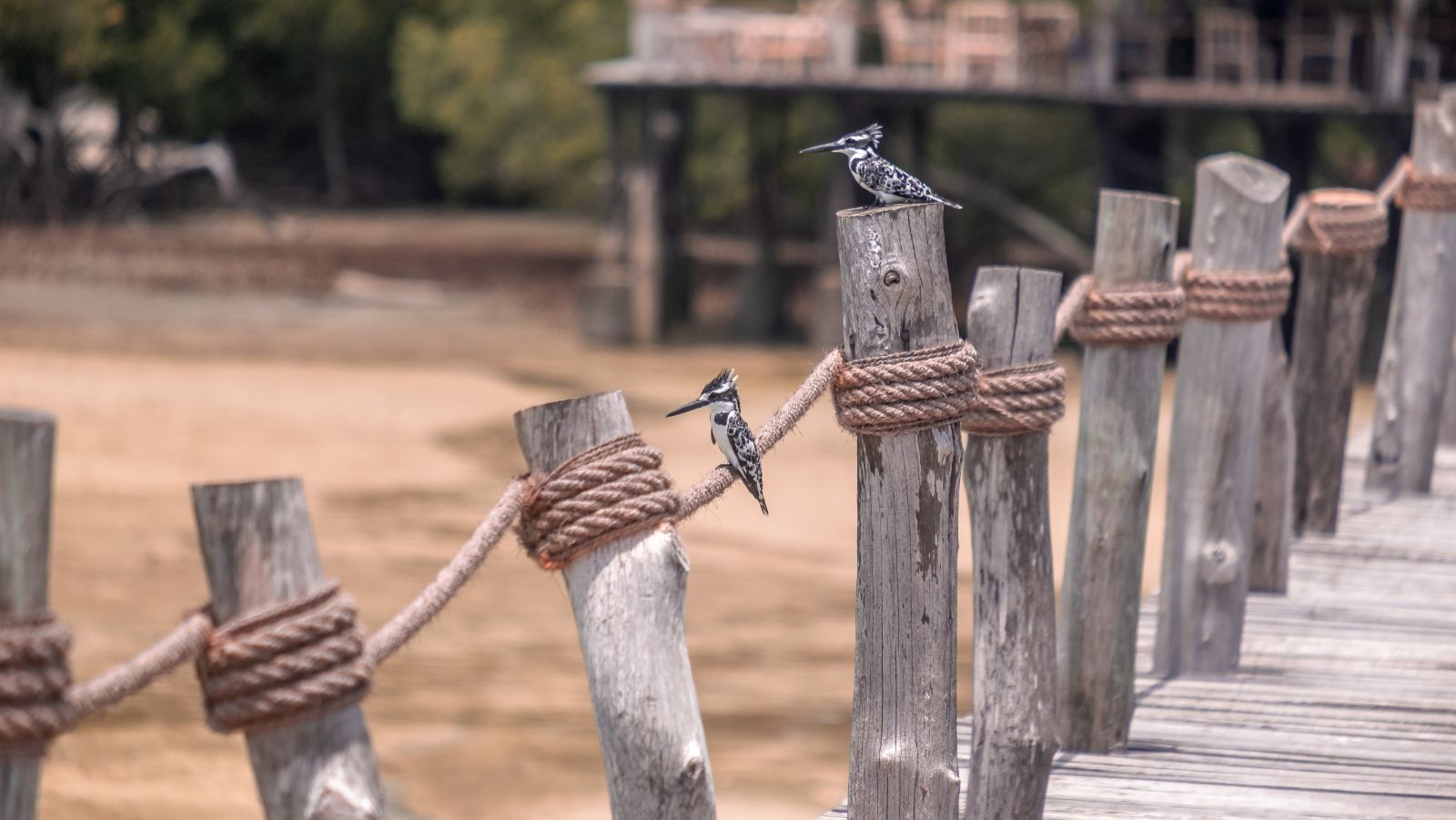 Pied kingfishers perching on the jetty at luxury hotel Fundu Lagoon on Zanzibar