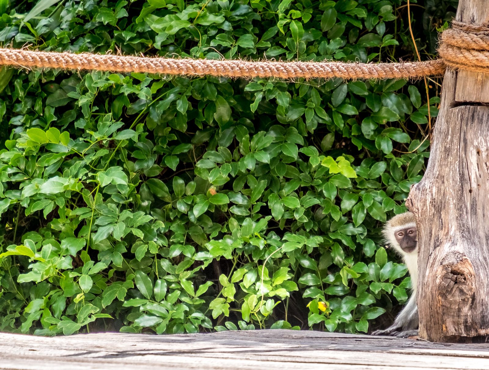 Vervet monkey peaking out from behind a post at luxury hotel Fundu Lagoon on Zanzibar