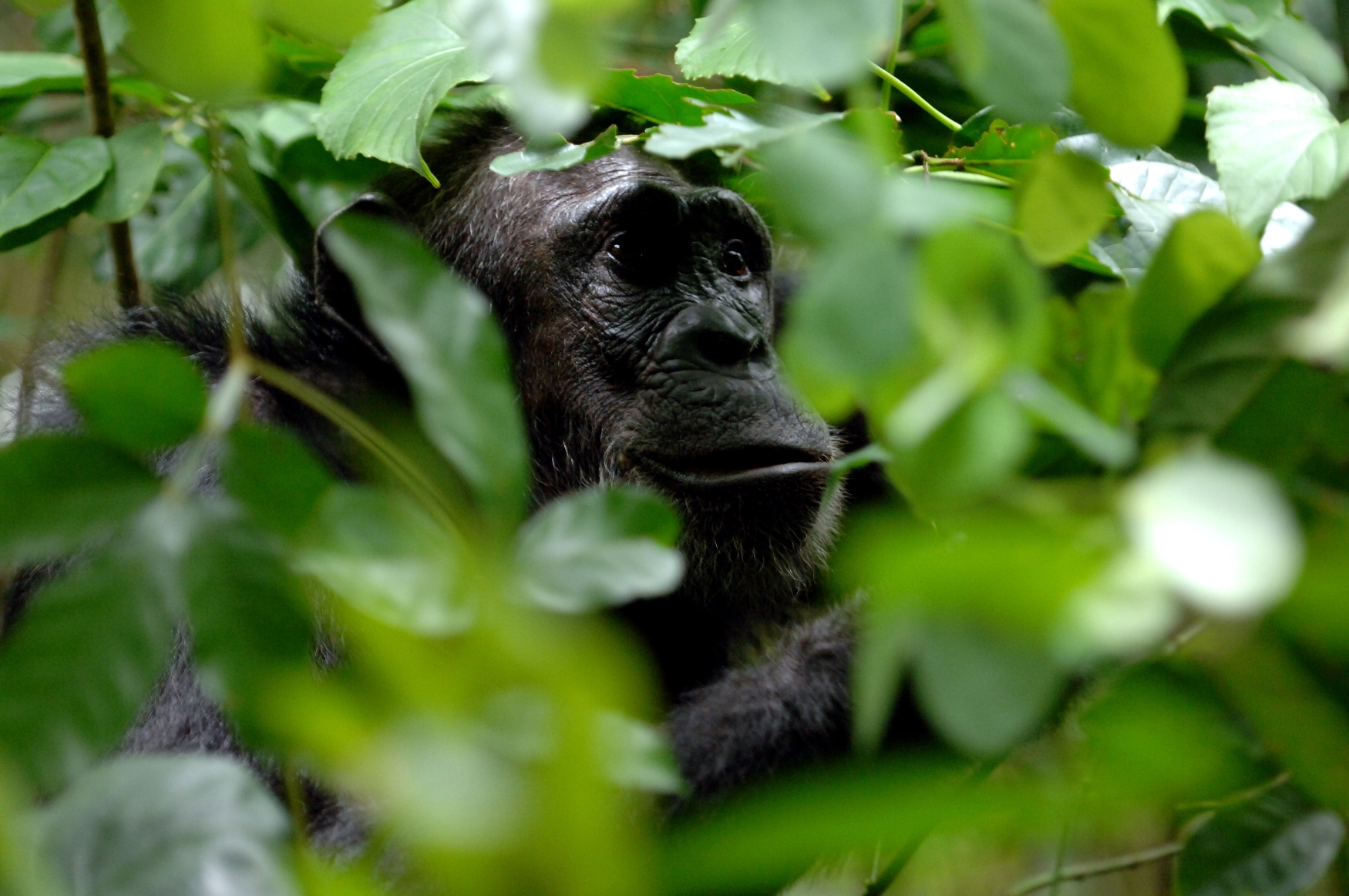 A chimp near Greystoke Mahale