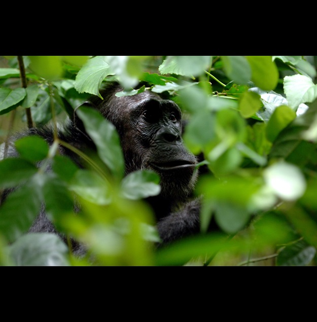 A chimp near Greystoke Mahale