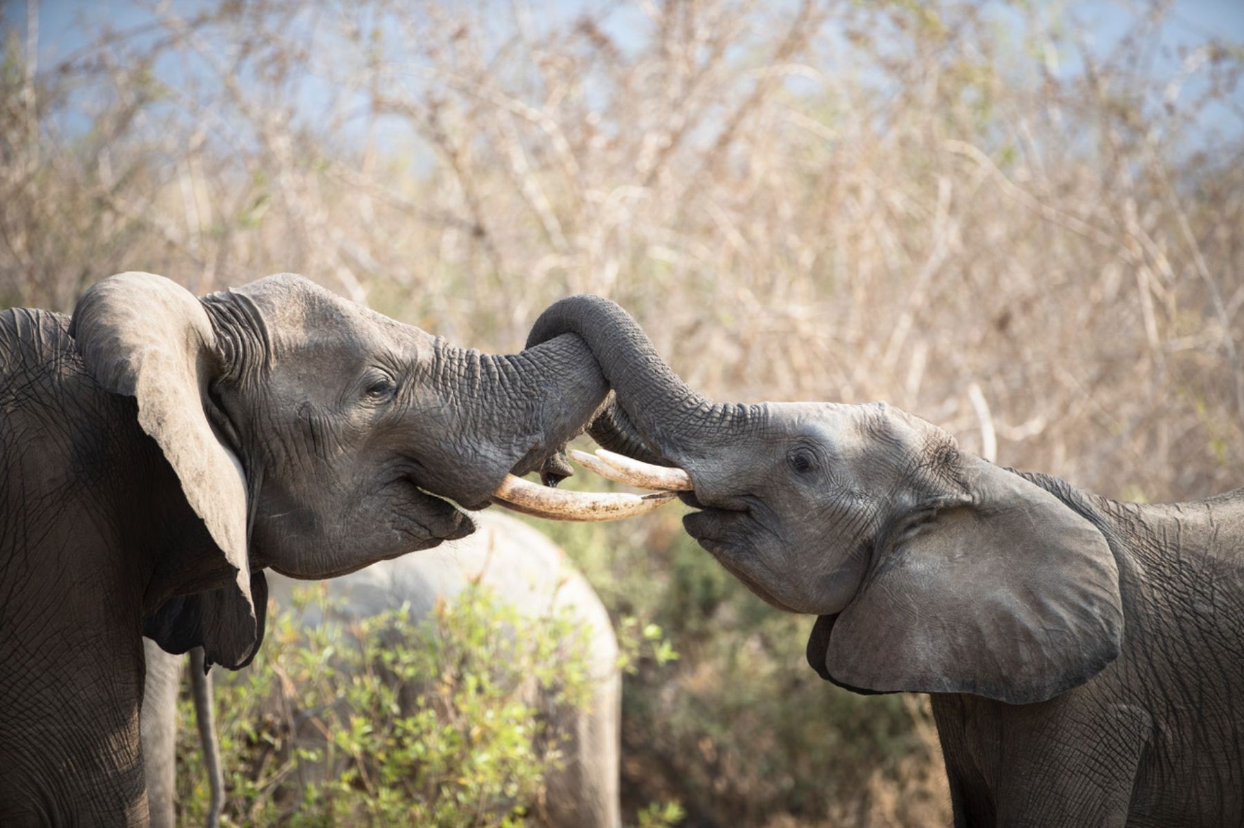 Two elephants spotted on the grounds of Ikuka Safari Camp in the Ruaha National Park