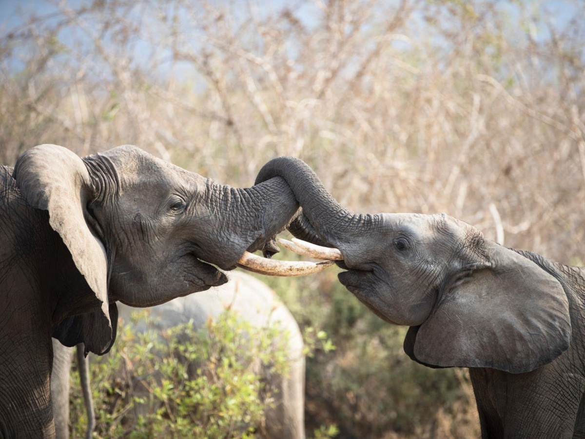 Two elephants spotted on the grounds of Ikuka Safari Camp in the Ruaha National Park