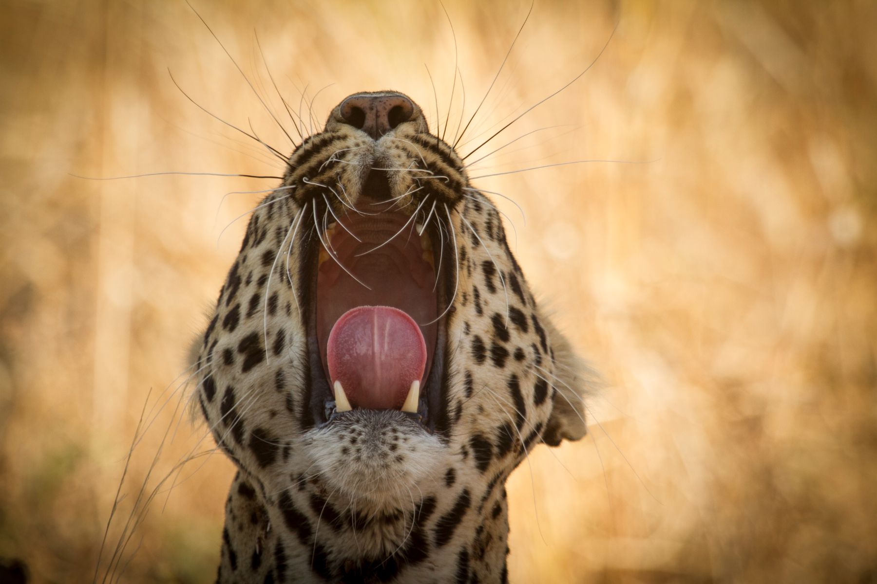 A leopard spotted on the grounds of Ikuka Safari Camp in the Ruaha National Park