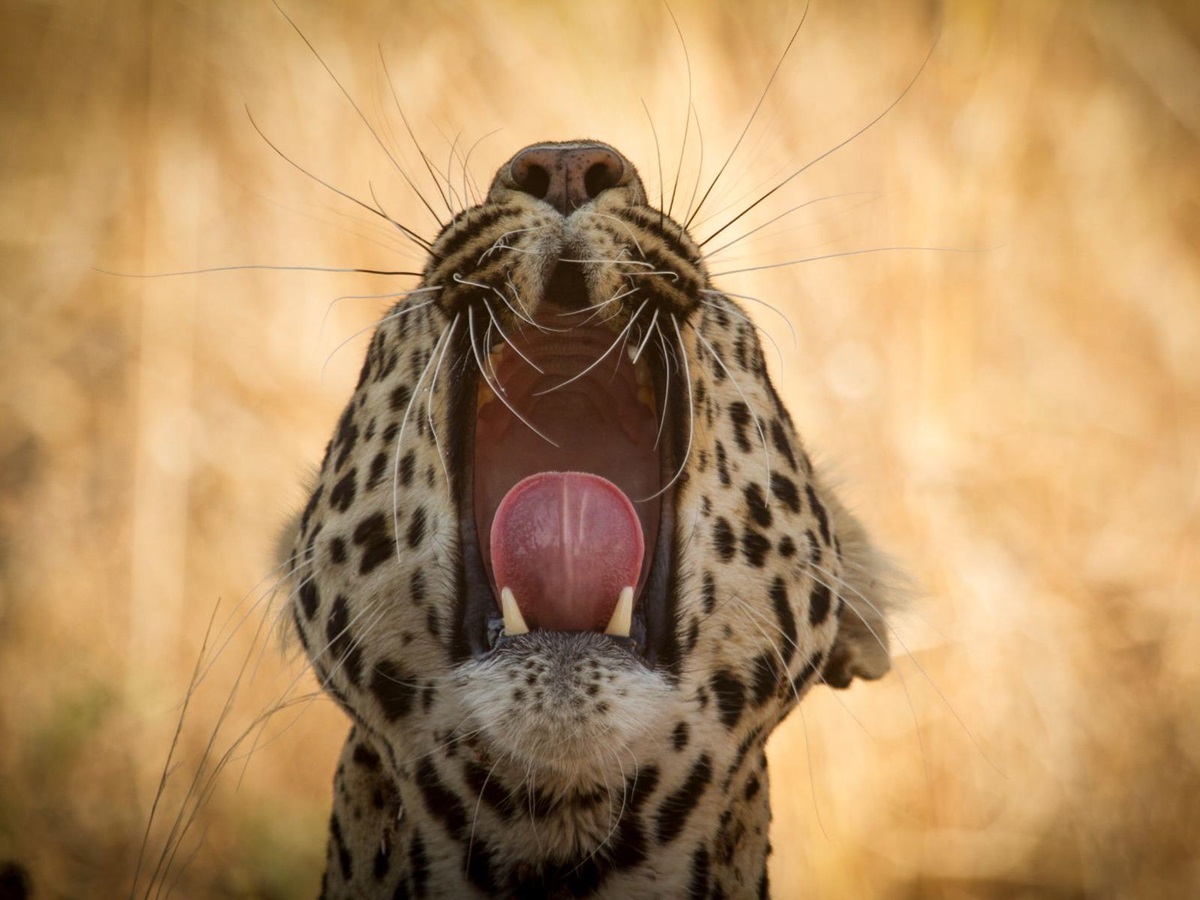 A leopard spotted on the grounds of Ikuka Safari Camp in the Ruaha National Park