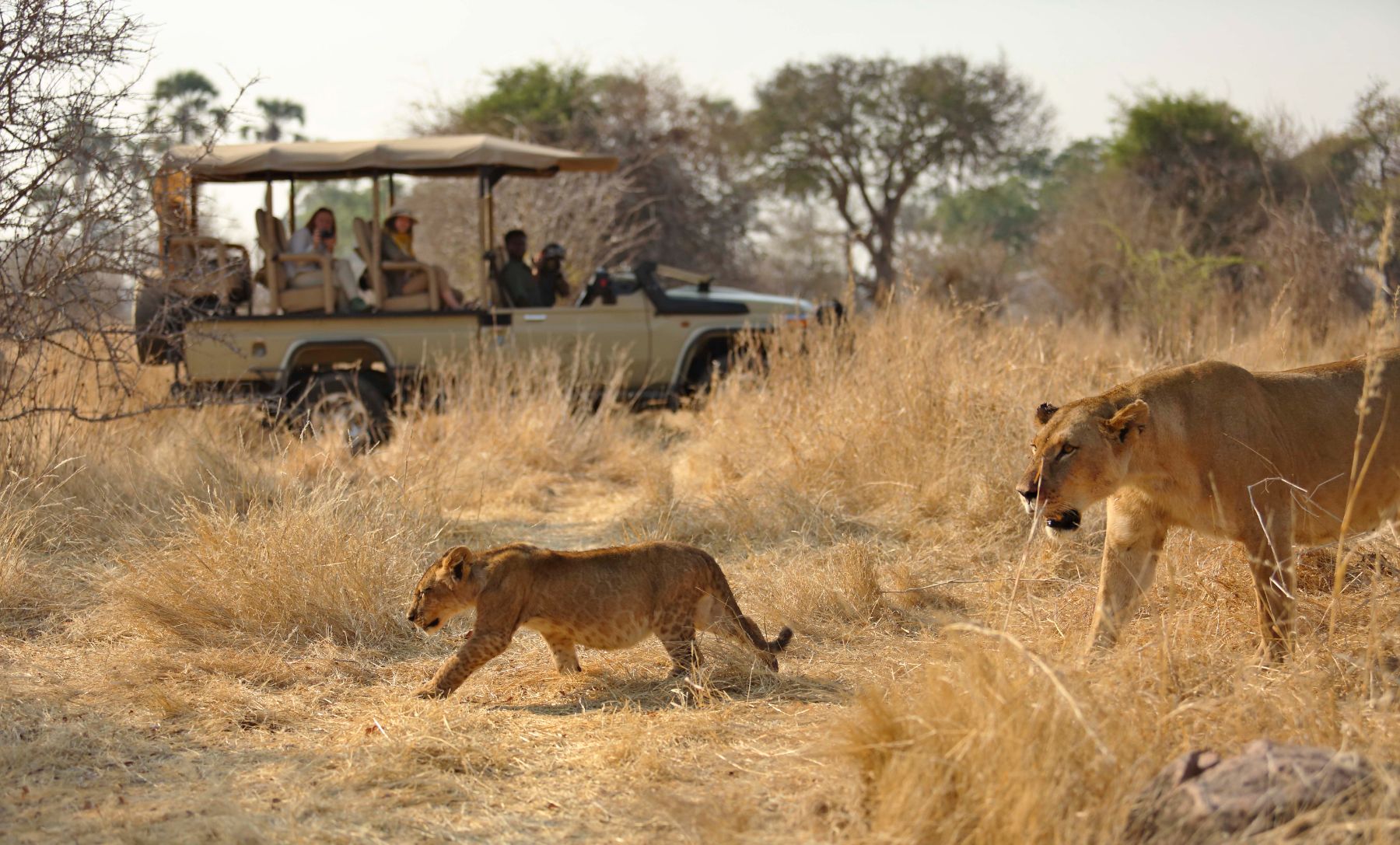 Lion spotted on a game drive from Ikuka Safari Camp in the Ruaha National Park