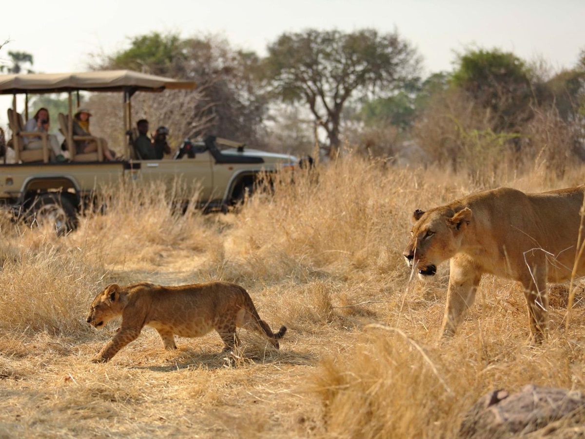 Lion spotted on a game drive from Ikuka Safari Camp in the Ruaha National Park