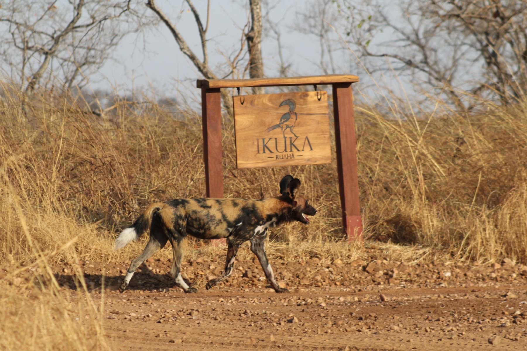 A wild dog spotted on the grounds of Ikuka Safari Camp in the Ruaha National Park