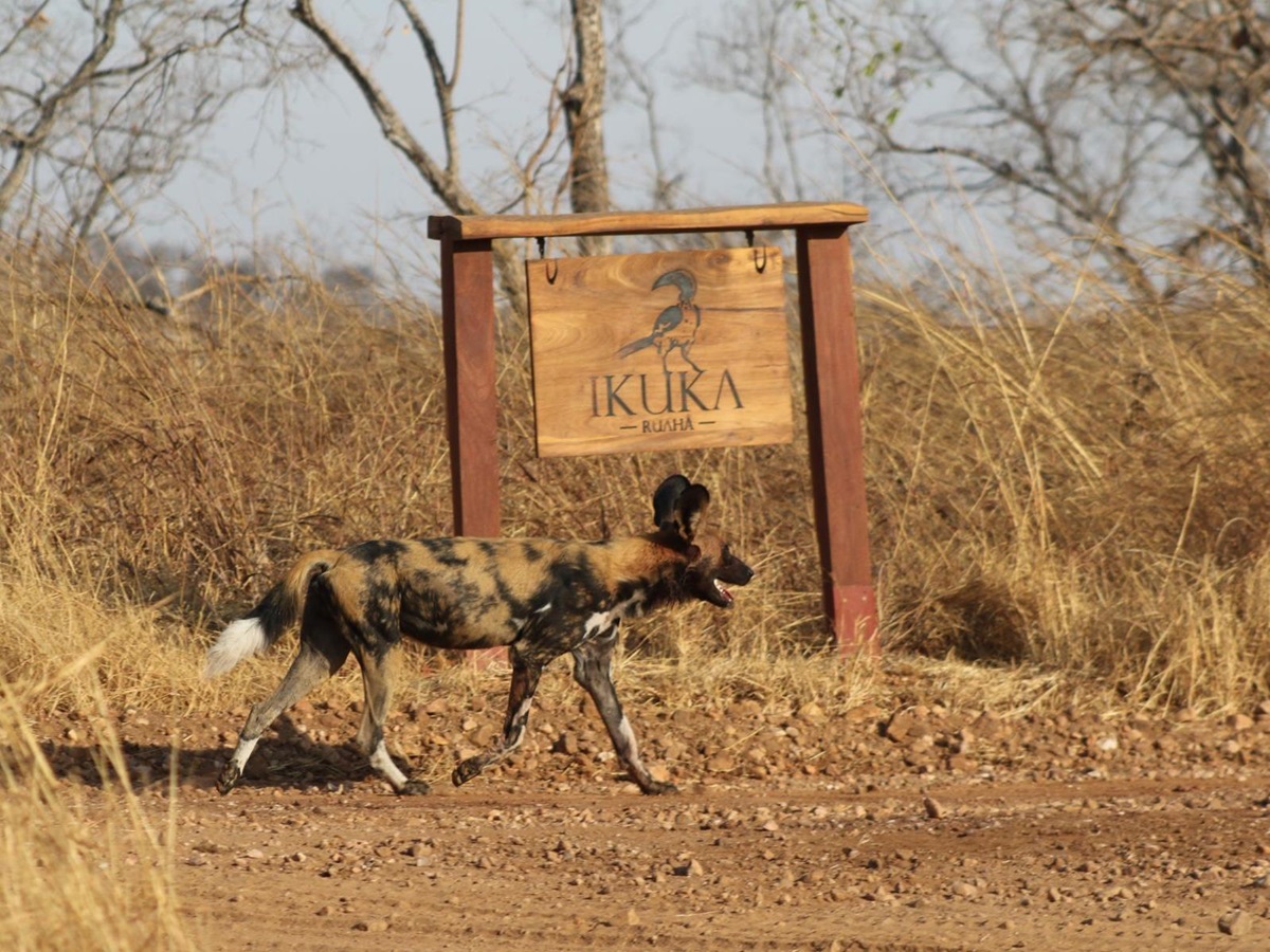 A wild dog spotted on the grounds of Ikuka Safari Camp in the Ruaha National Park
