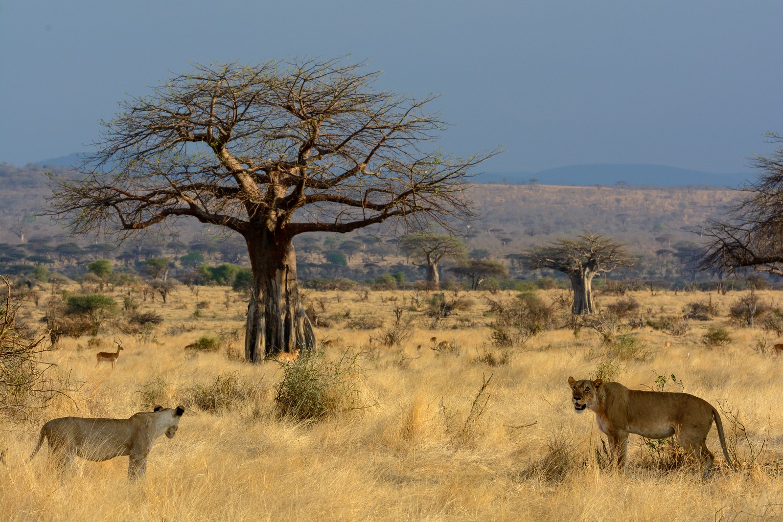 Lions in front of a Baobab tree, Jabali Ridge, Tanzania