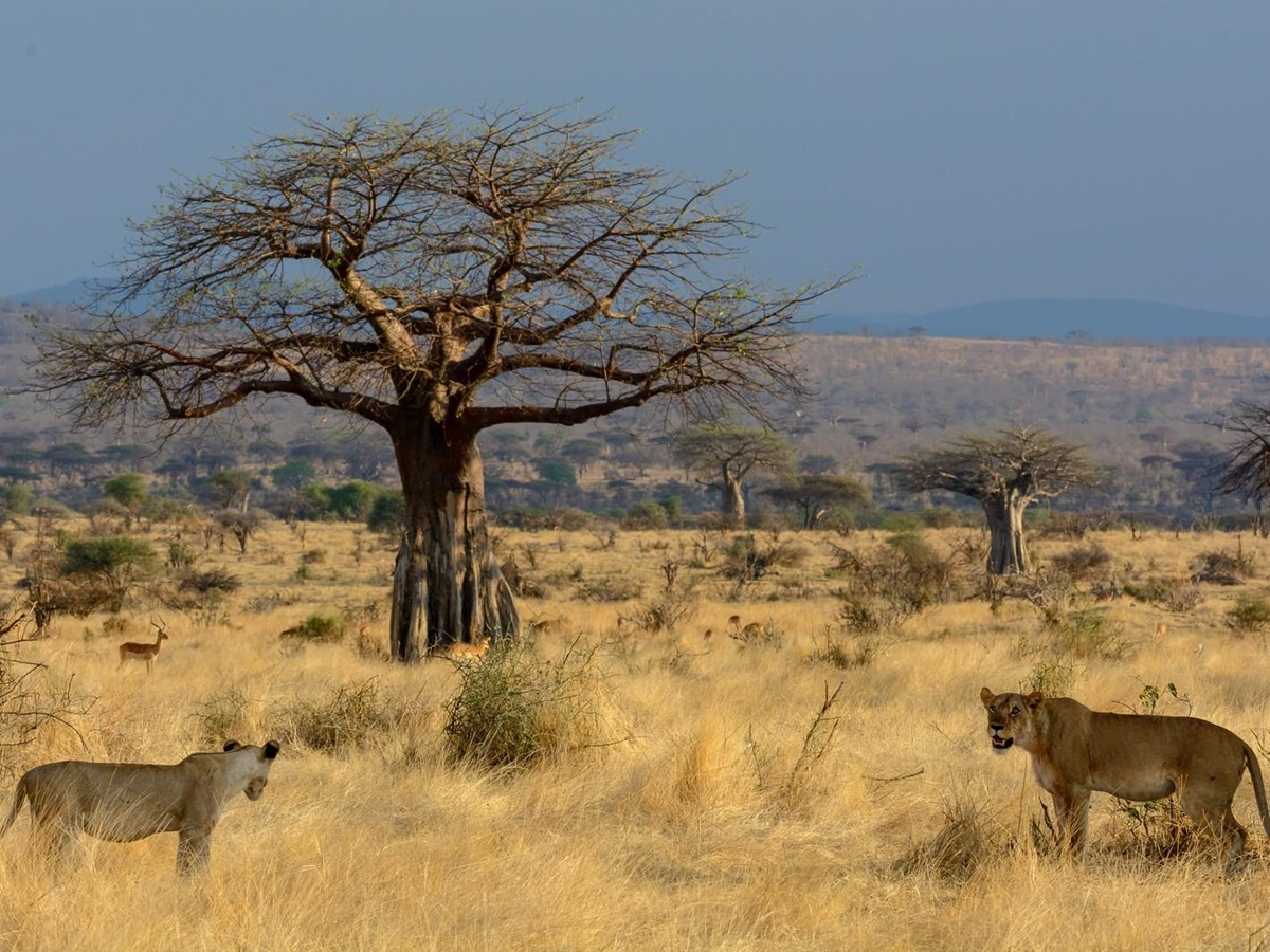 Lions in front of a Baobab tree, Jabali Ridge, Tanzania