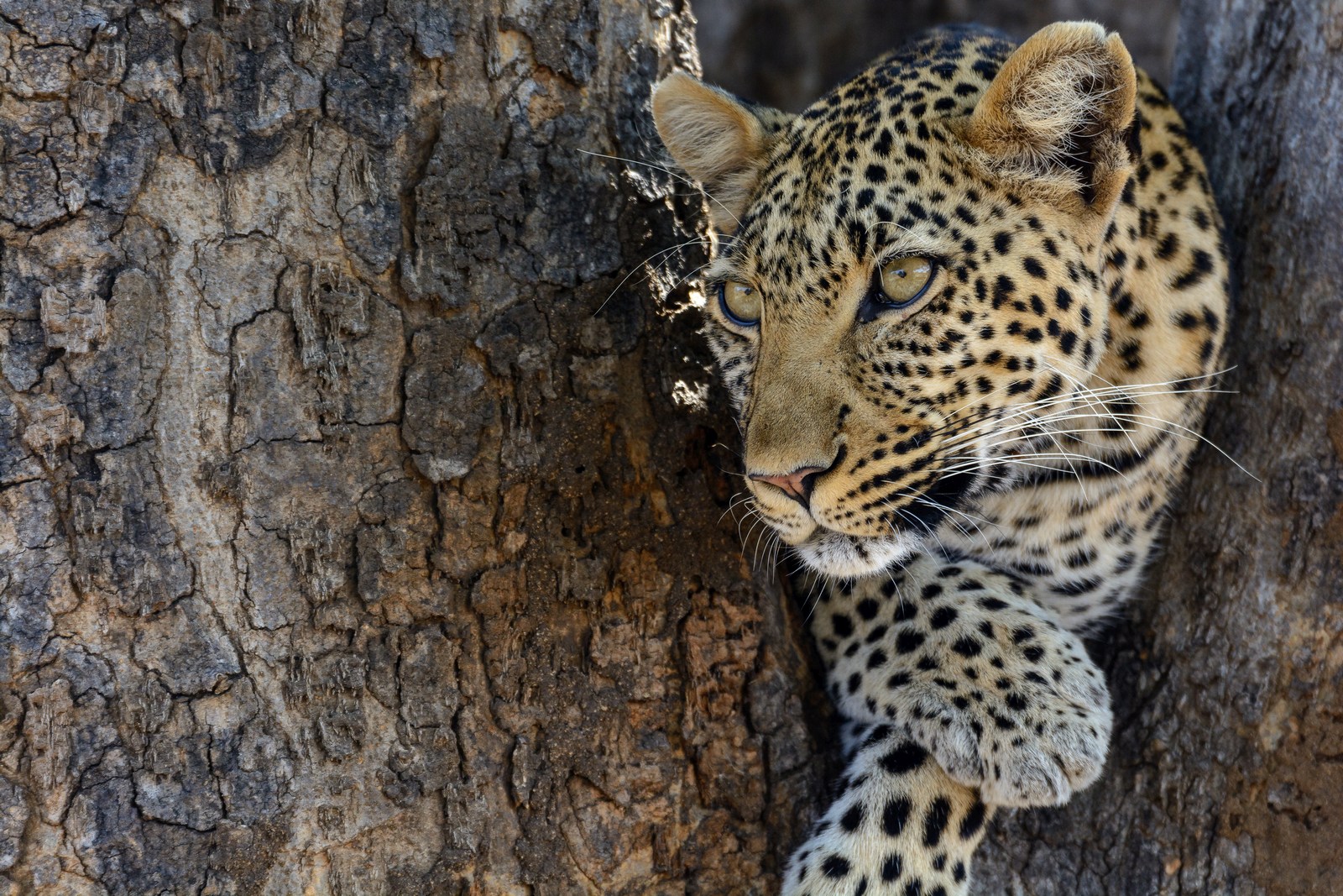 leopard near Jabali Ridge, Tanzania