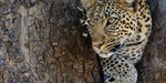 leopard near Jabali Ridge, Tanzania