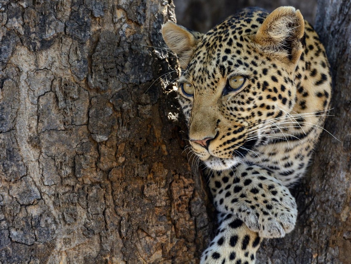 leopard near Jabali Ridge, Tanzania