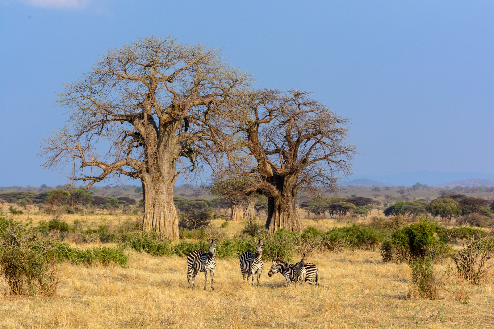 baobab trees and wildlife near Jabali Ridge, Tanzania