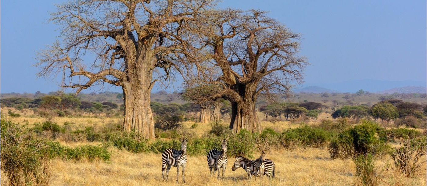 baobab trees and wildlife near Jabali Ridge, Tanzania