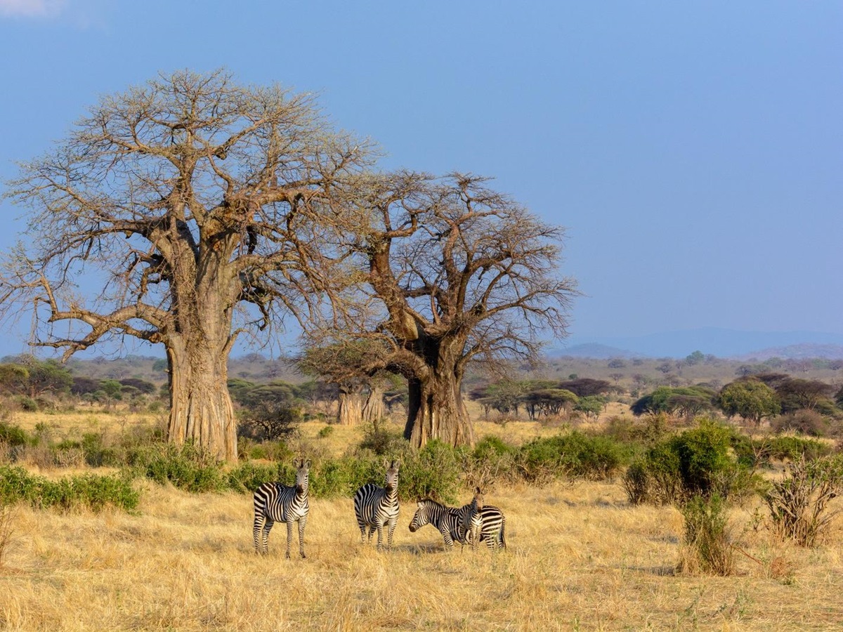 baobab trees and wildlife near Jabali Ridge, Tanzania