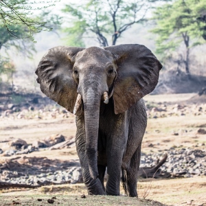 Elephant in Ruaha National Park, Southern Tanzania, by Jongomero Camp