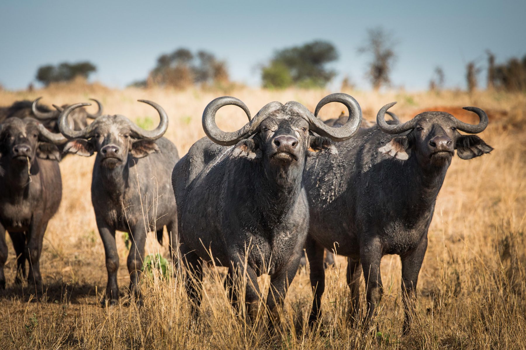 Buffalo spotted at Kuro Tarangire in Tanzania