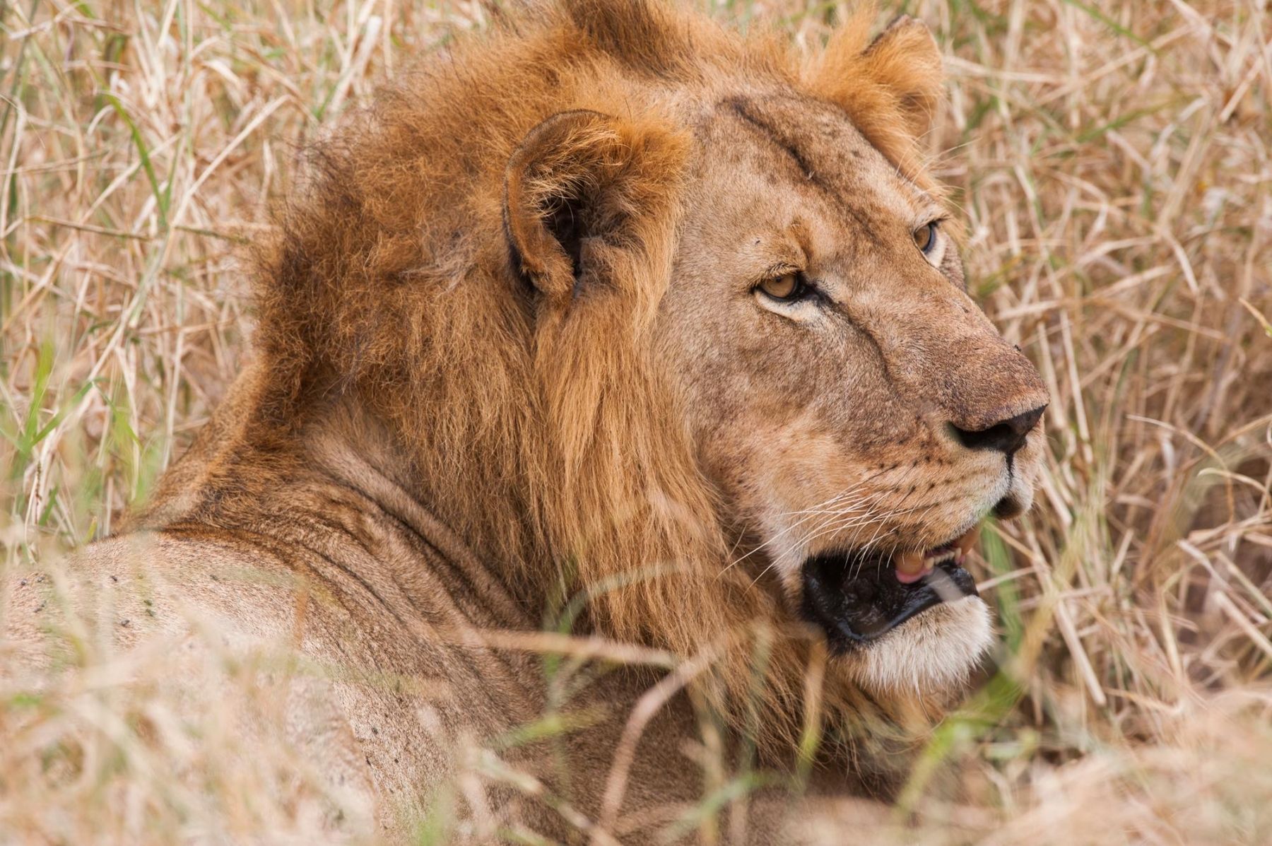 Lion spotted at Kuro Tarangire in Tanzania