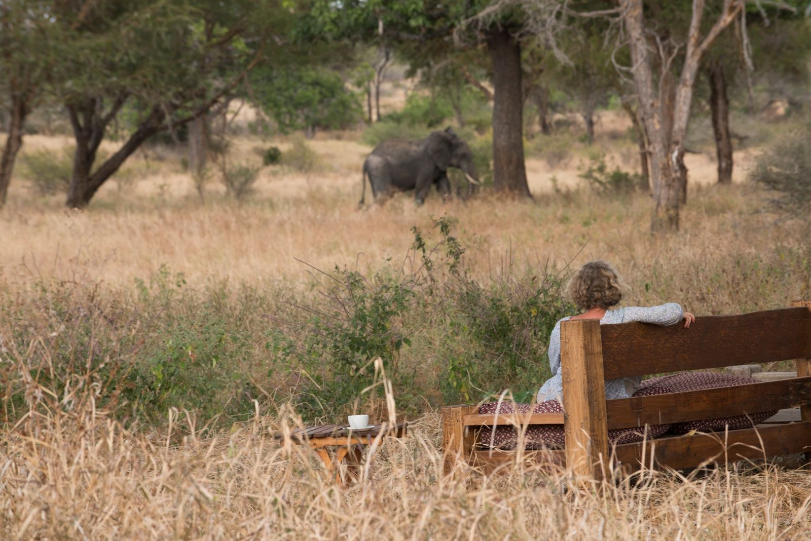 Elephant at Kuro Tarangire in Tanzania 