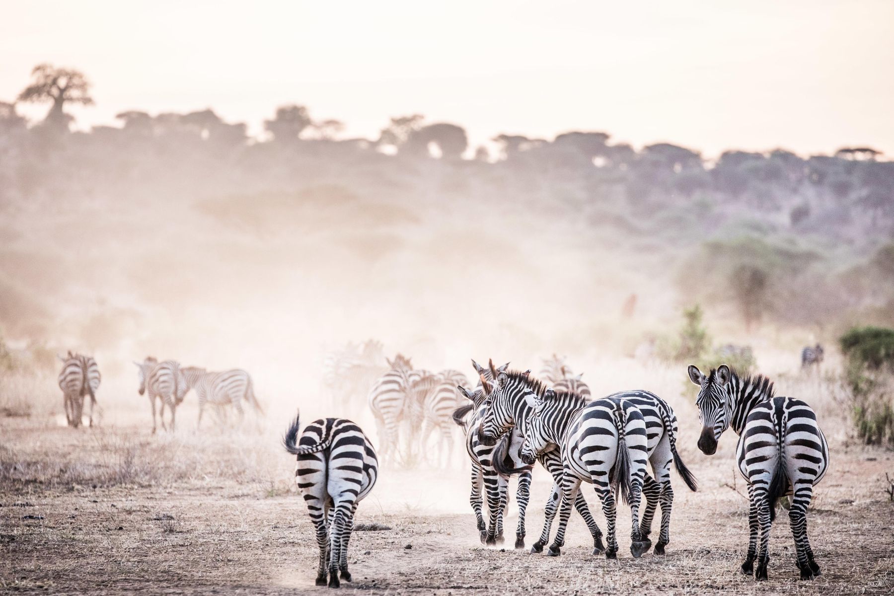 Zebra spotted at Kuro Tarangire in Tanzania