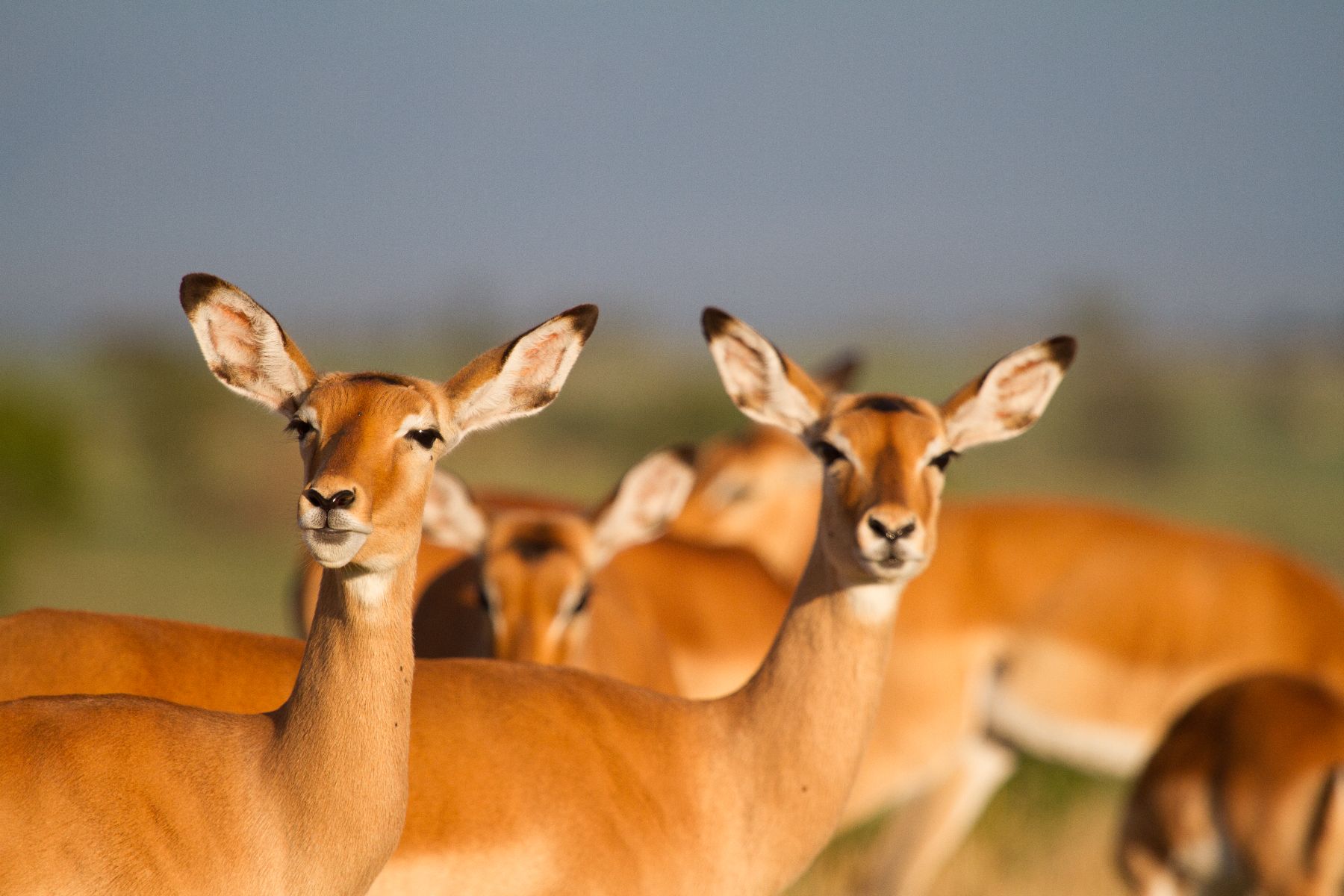 Buck spotted near Lamai Serengeti in Tanzania