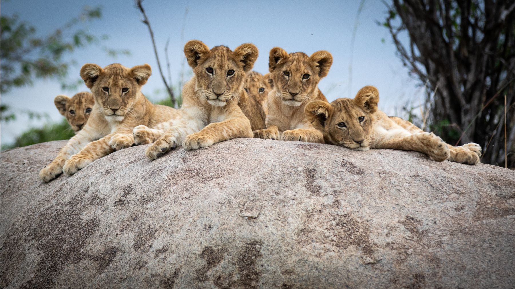 Lion cubs spotted near Lamai Serengeti in Tanzania