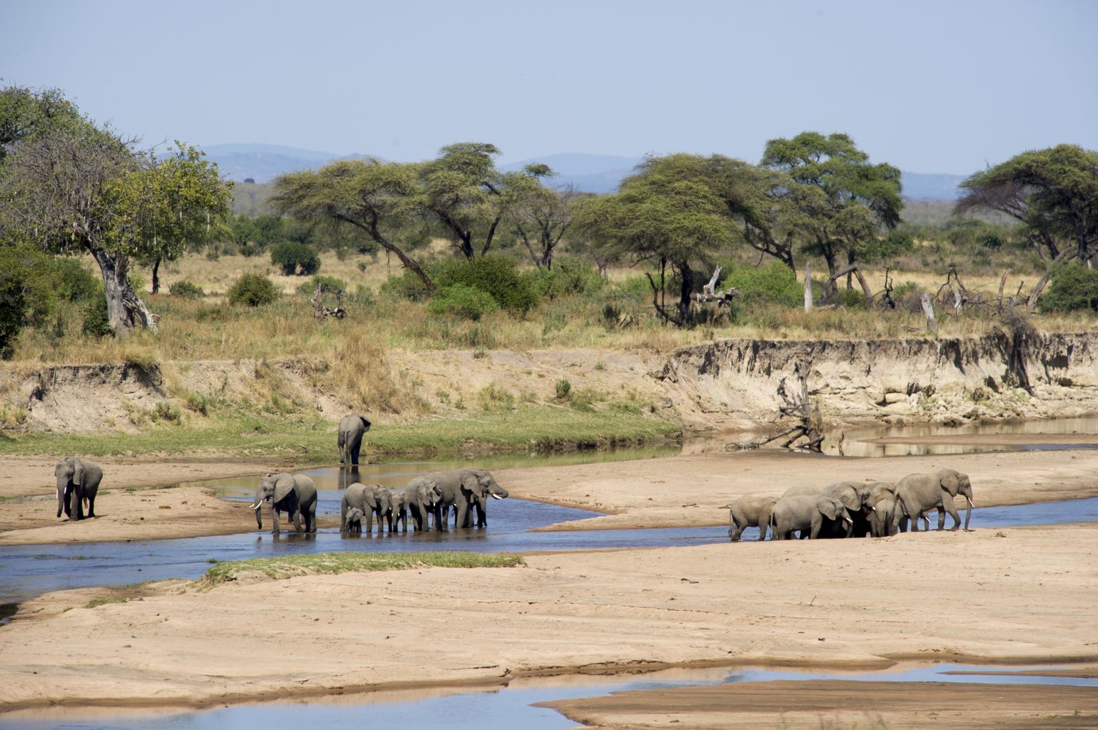 Elephants at Sand Rivers Selous in Tanzania 
