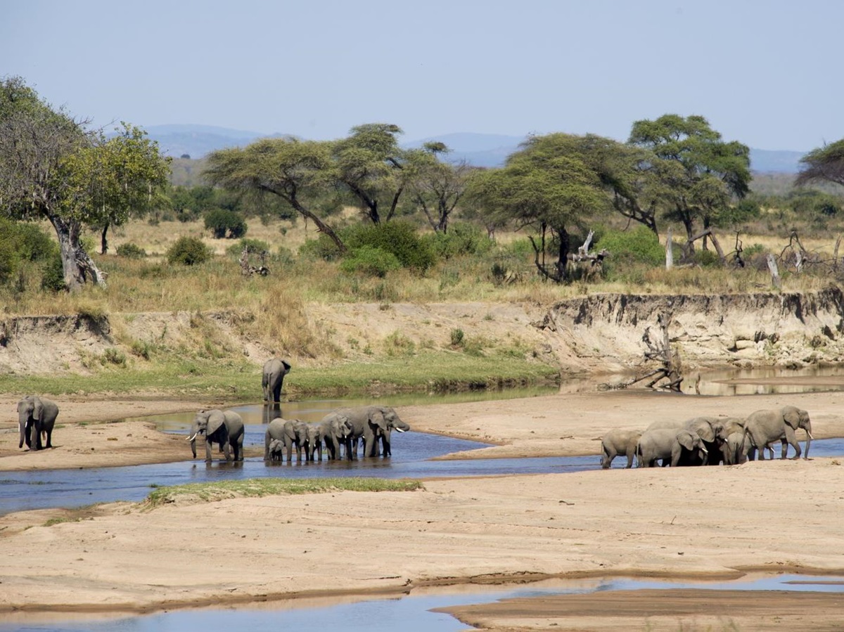 Elephants at Sand Rivers Selous in Tanzania