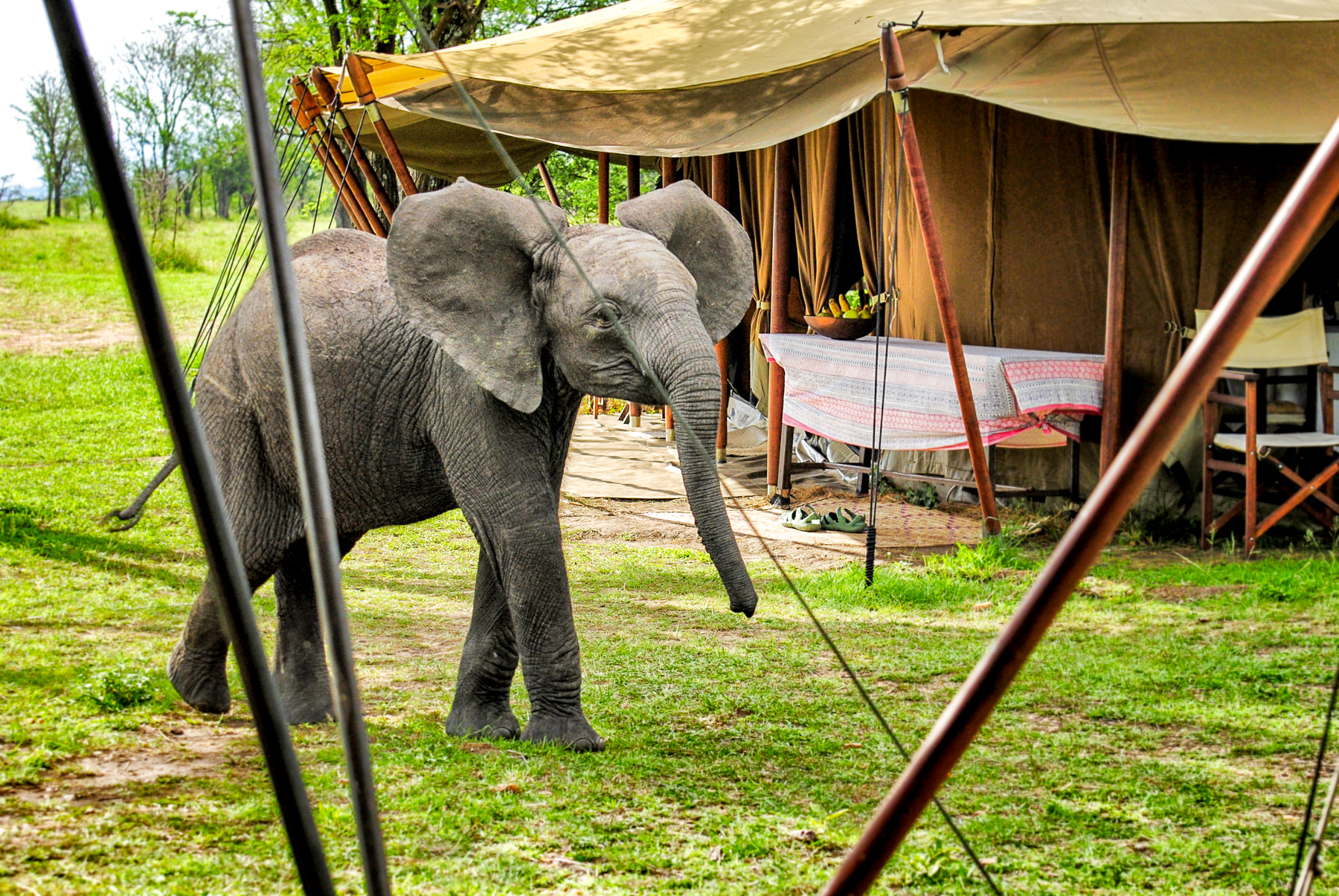 An elephant spotted at Serian's Serengeti North Mobile Camp