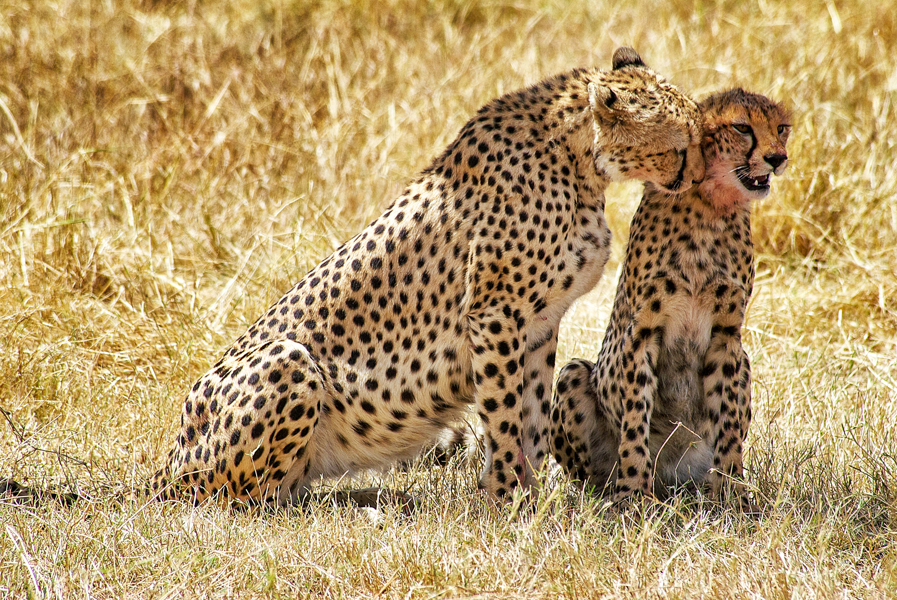 Leopards spotted near Serian's Serengeti North Mobile Camp