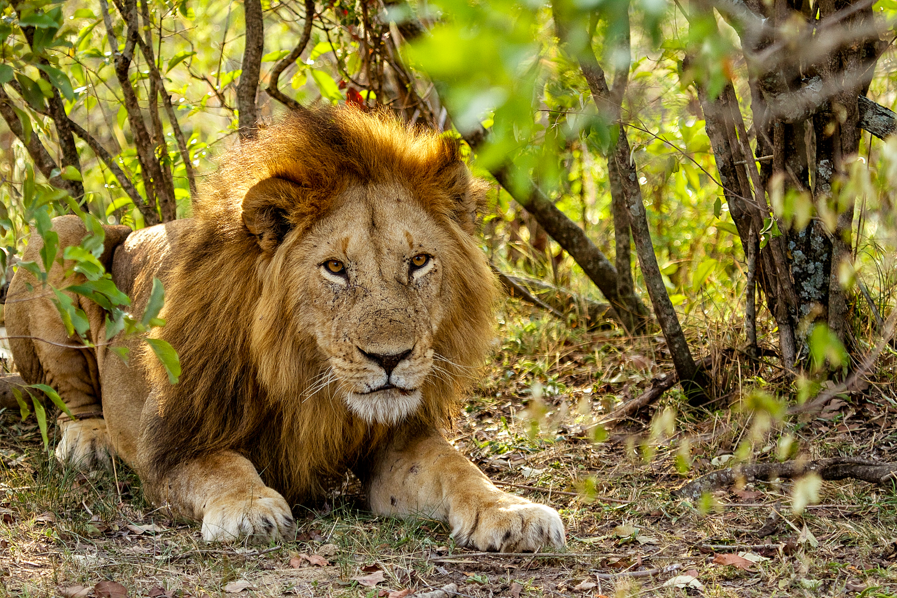 A lion spotted near Serian's Serengeti North Mobile Camp