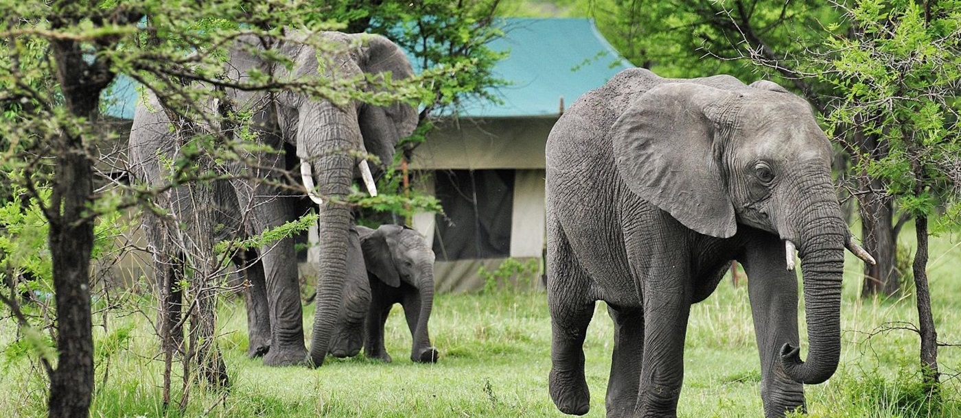 Elephants at Serian's Serengeti North Camp in Tanzania 
