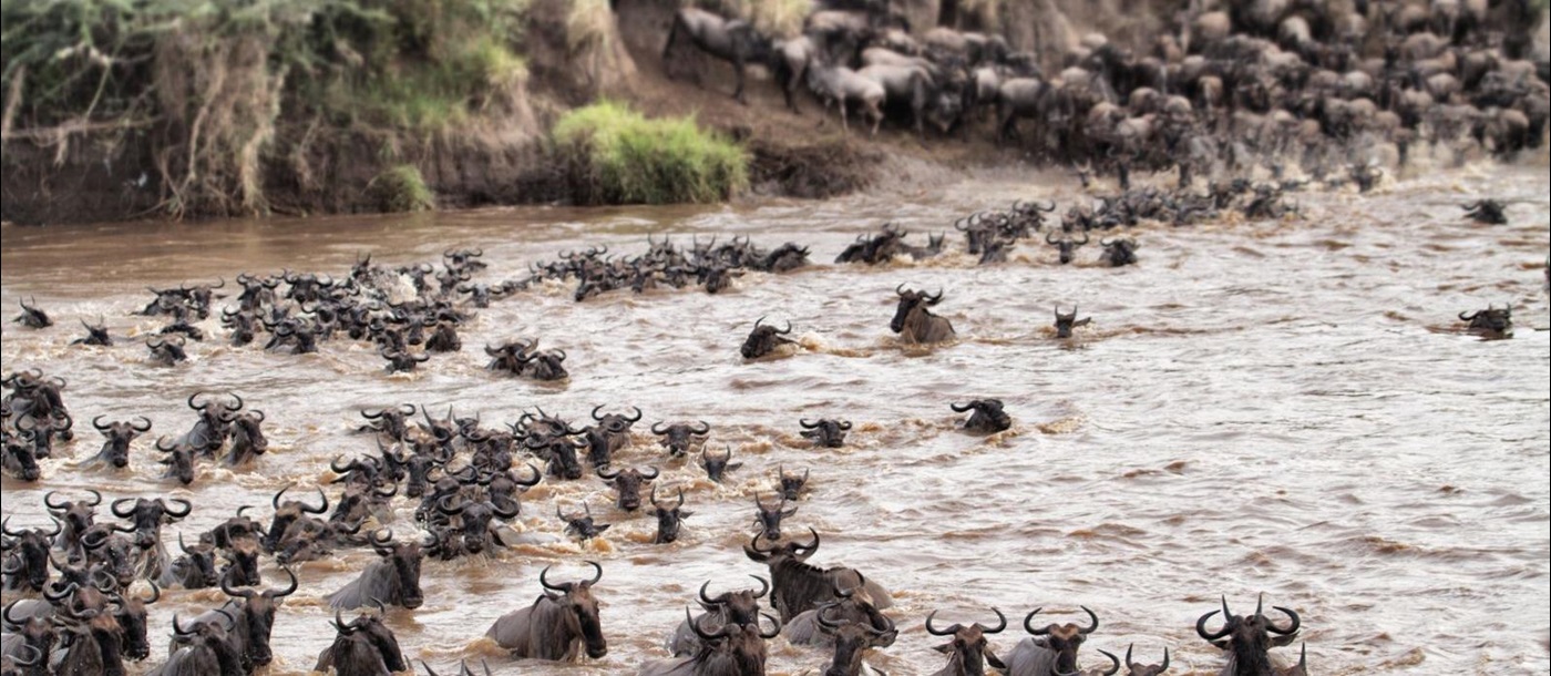 Migration of wildebeest at Serian's Serengeti North Camp in Tanzania 