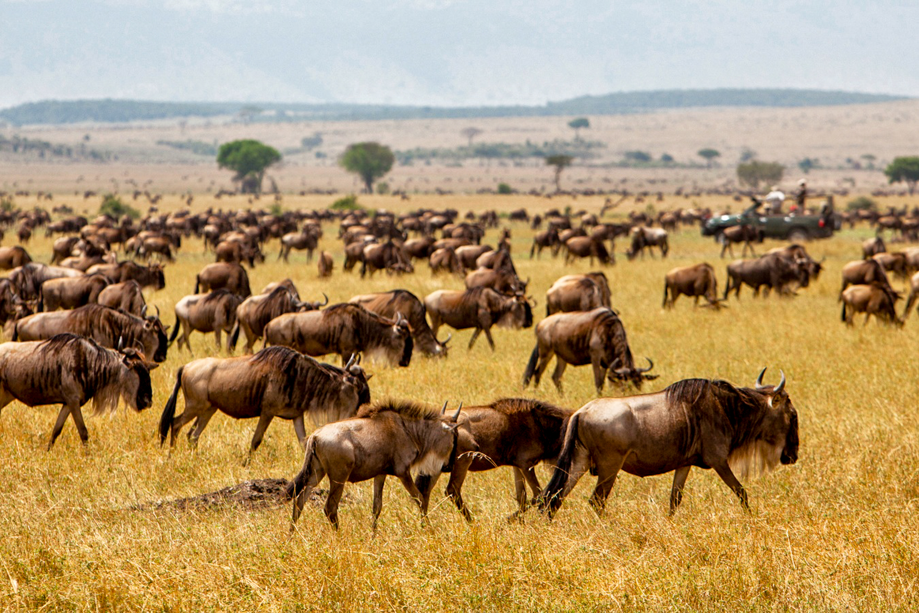 Wildebeest spotted near Serian's Serengeti North Mobile Camp