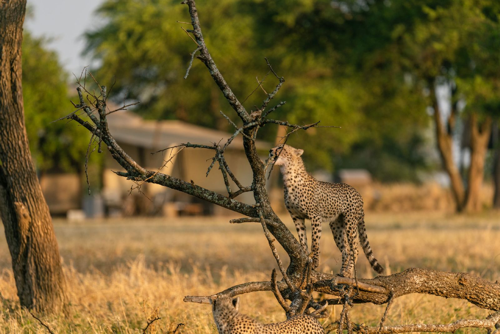 Cheetah in a tree near Singita Sabora Tented Camp in Tanzania