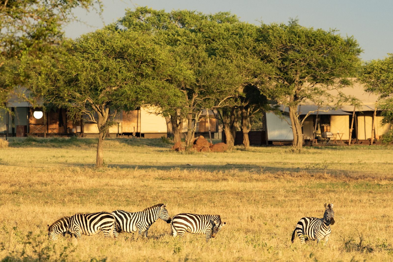 Zebras grazing by the tents at Singita Sabora Tented Camp Tanzania
