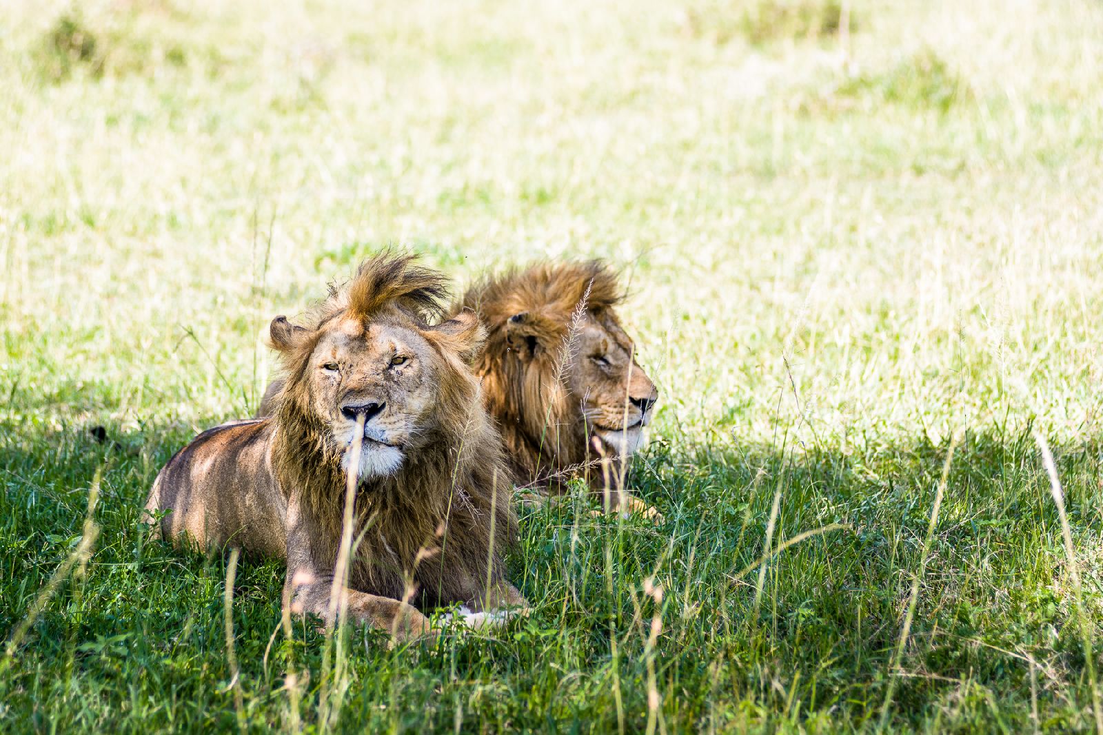Lions seen on Serengeti game drive at Singita Sabora Tented Camp in Tanzania